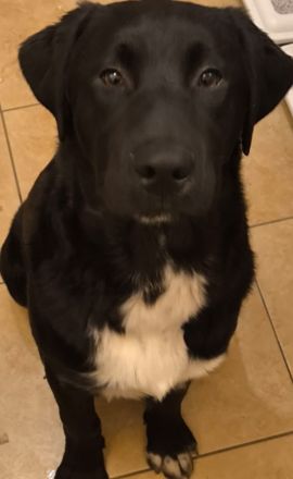 3 Appenzeller Labrador mix junghunde