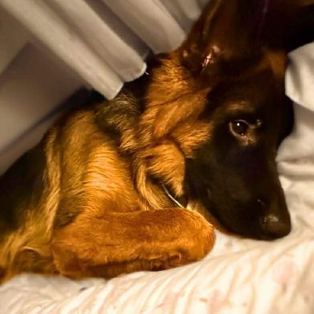 Rex in 33649 Bielefeld sucht sein Für-immer-Zuhause