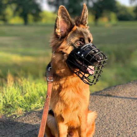 Rex in 33649 Bielefeld sucht sein Für-immer-Zuhause