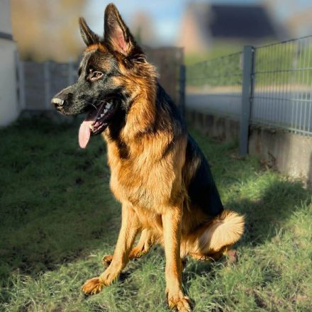 Rex in 33649 Bielefeld sucht sein Für-immer-Zuhause