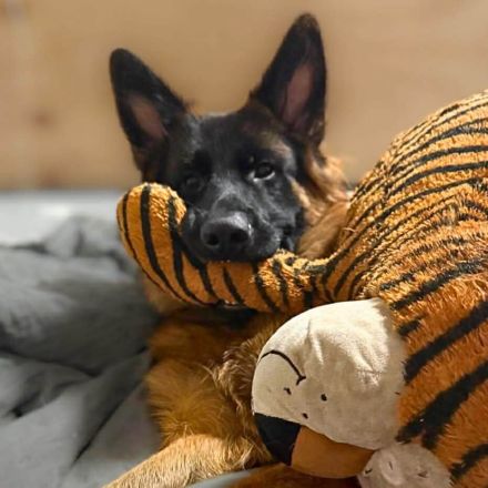 Rex in 33649 Bielefeld sucht sein Für-immer-Zuhause