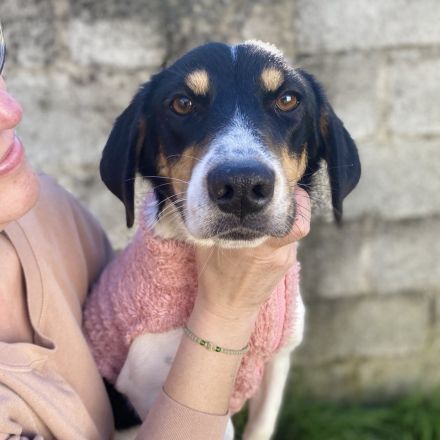 Hündin Lisa / kastriert / demnächst in 12359 Berlin