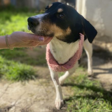 Hündin Lisa / kastriert / demnächst in 12359 Berlin