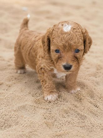 Maltipoo/ welpen/ Pudel