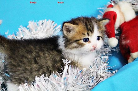 Sibirische Kitten mit Blauen Augen ab 1 Februar abzugeben