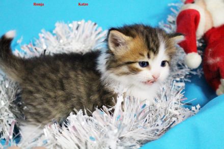 Sibirische Kitten mit Blauen Augen ab 1 Februar abzugeben