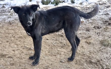 Django möchte auch geliebt werden!