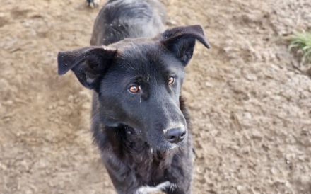 Django möchte auch geliebt werden!