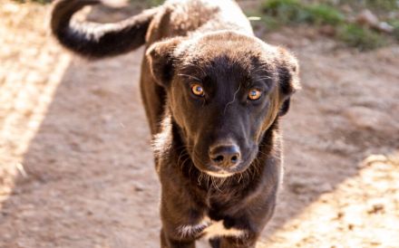 Django möchte auch geliebt werden!