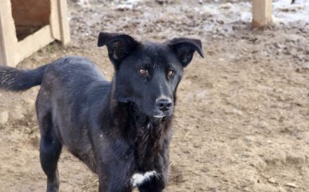 Django möchte auch geliebt werden!