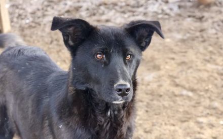 Django möchte auch geliebt werden!