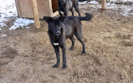 Django möchte auch geliebt werden!