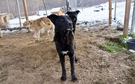 Django möchte auch geliebt werden!