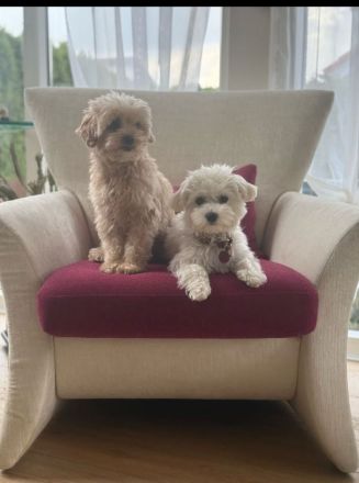 Maltipoo Welpen