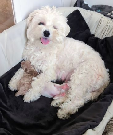 Maltipoo Welpen