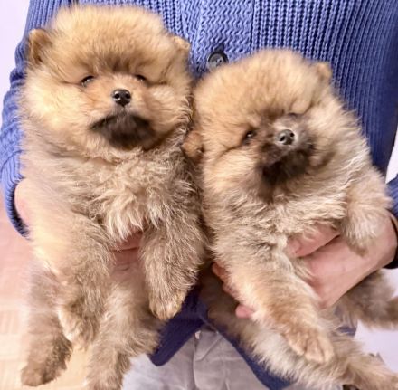 POMERANIAN Bärlis :)