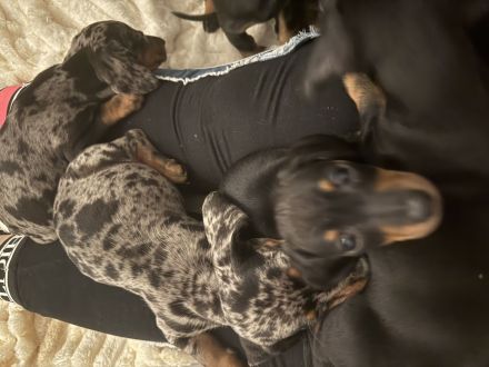 Zwergdackel Welpen suchen ihr für immer Zuhause black tan und tiger