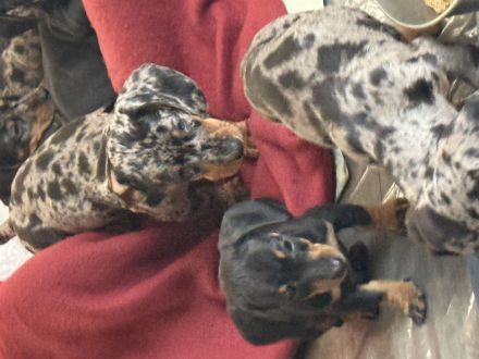 Zwergdackel Welpen suchen ihr für immer Zuhause black tan und tiger