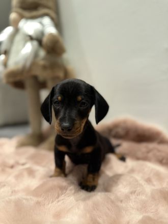 Zwergdackel Welpen suchen ihr für immer Zuhause black tan und tiger
