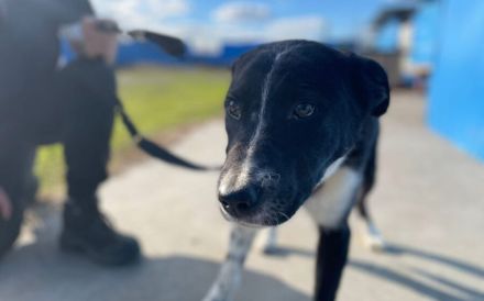 Wer schenkt Karlson das Vertrauen in Menschen zurück?