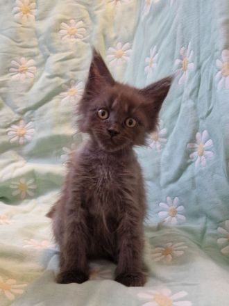 Maine Coon Boys mit Stammbaum.