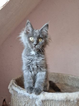 Maine Coon Boys mit Stammbaum.