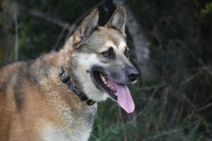 Gino