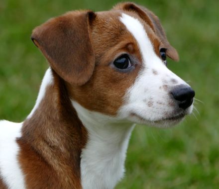 Jack-Russel
