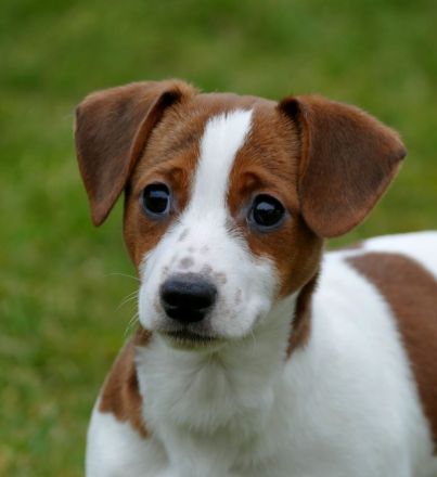 Jack-Russel