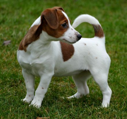 Jack-Russel