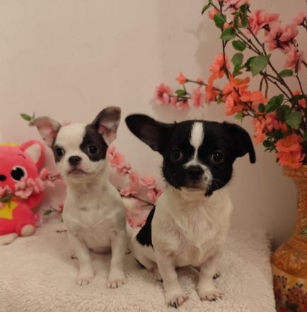 Süße Chihuahua-Welpen