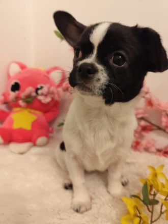 Süße Chihuahua-Welpen