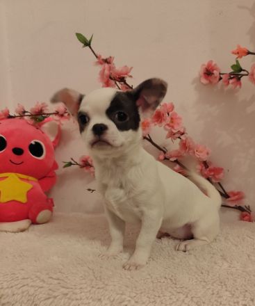 Süße Chihuahua-Welpen