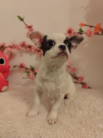 Süße Chihuahua-Welpen