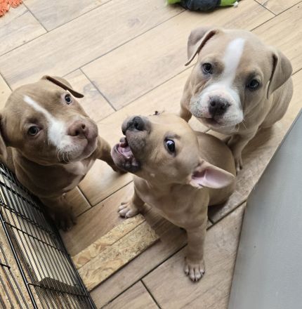 Pocket American Bully Welpen von EASTCOAST BULLYS MISS AFRIKA und BLACKPOWERS MR.MAXIMUS A-Wurf