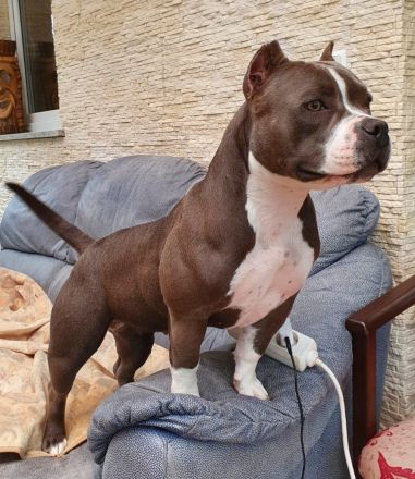 Pocket American Bully Welpen von EASTCOAST BULLYS MISS AFRIKA und BLACKPOWERS MR.MAXIMUS A-Wurf