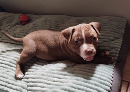 Pocket American Bully Welpen von EASTCOAST BULLYS MISS AFRIKA und BLACKPOWERS MR.MAXIMUS A-Wurf
