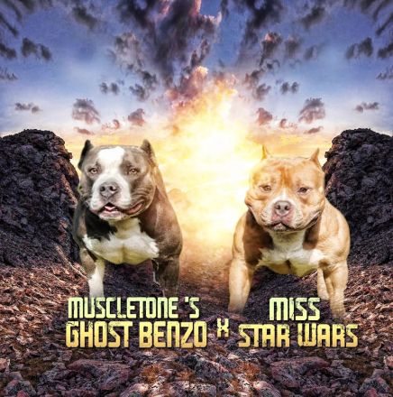 Pocket American Bully Welpen von EASTCOAST BULLYS MISS AFRIKA und BLACKPOWERS MR.MAXIMUS A-Wurf