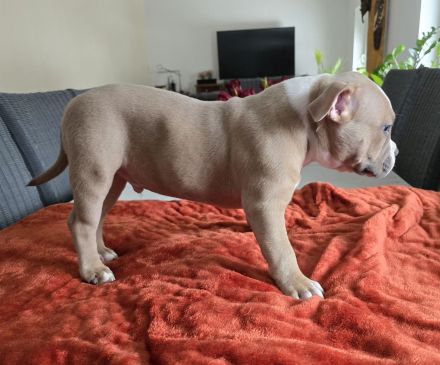 Pocket American Bully Welpen von EASTCOAST BULLYS MISS AFRIKA und BLACKPOWERS MR.MAXIMUS A-Wurf