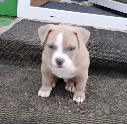 Pocket American Bully Welpen von EASTCOAST BULLYS MISS AFRIKA und BLACKPOWERS MR.MAXIMUS A-Wurf