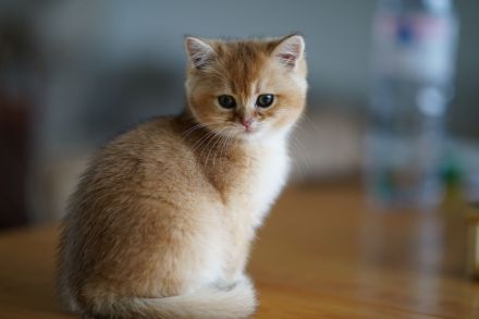 Liebevolle BKH-Katze in verantwortungsvolle Hände abzugeben