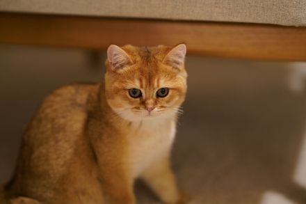Liebevolle BKH-Katze in verantwortungsvolle Hände abzugeben
