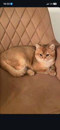 Liebevolle BKH-Katze in verantwortungsvolle Hände abzugeben