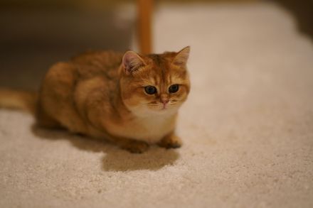 Liebevolle BKH-Katze in verantwortungsvolle Hände abzugeben