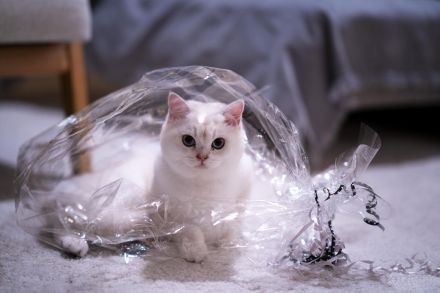 Menschenbezogener kastrierter BKH-Kater in liebevolle Hände abzugeben