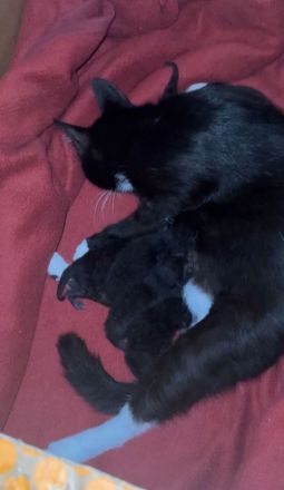 Katzenbabies/ Kitten