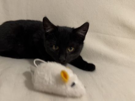 Katzenbabies/ Kitten