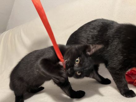 Katzenbabies/ Kitten