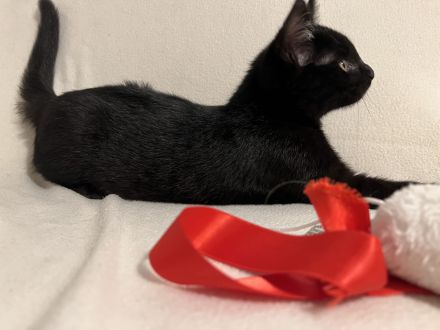 Katzenbabies/ Kitten