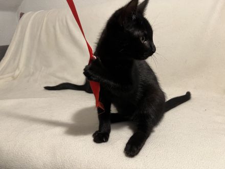 Katzenbabies/ Kitten